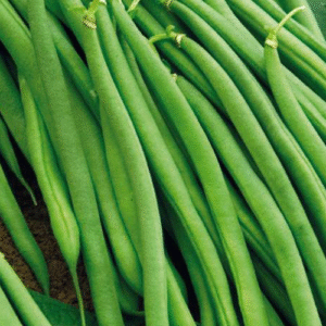 Feijão Verde